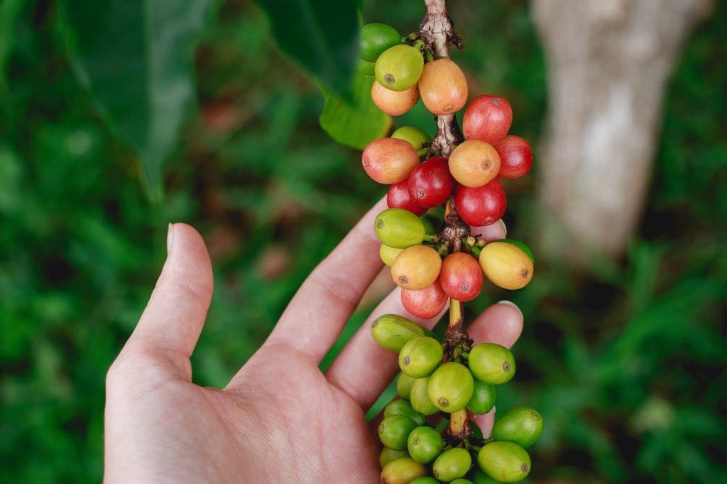Buy Organic Coffee Beans Online